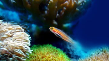 Porażenie nerwów twarzowych – jak można go leczyć